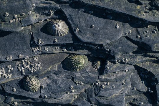 Close up of 3 limpet shells on a rock base