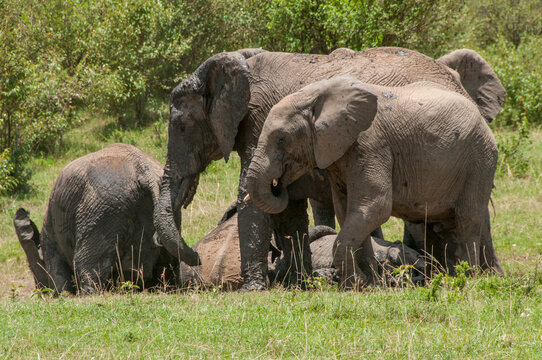 Group of elephants bathing in mud