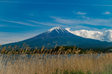 mt fuji over a field