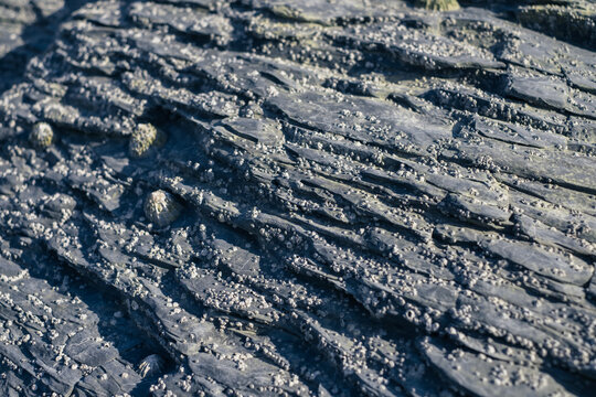 Close up of limpets and rock on a beach
