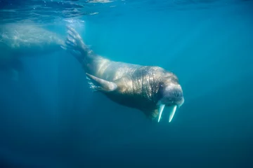 Deurstickers Walrus Onderwater Walrus, Svalbard, Noorwegen