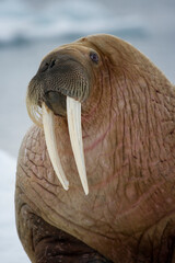 Walrus, Svalbard, Norway