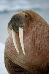Walrus, Svalbard, Norway