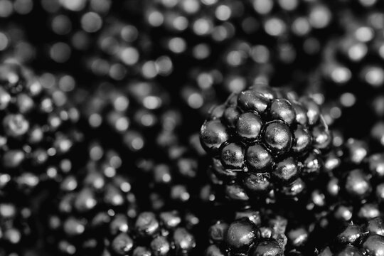 harvested blackberry fruits in black and white