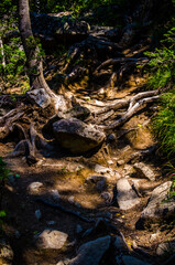 Fototapeta premium dense green forest. Summer winding path between the trees