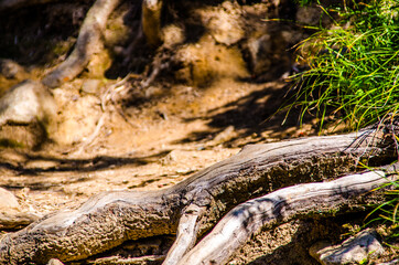 dense green forest. Summer winding path between the trees