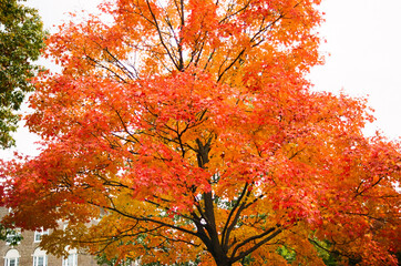 autumn tree in the park