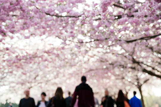 Ambiguous blurry people walking under pink cherry blossom