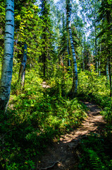 Obraz premium dense green forest. Summer winding path between the trees