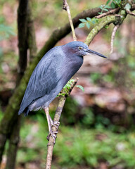 Fototapeta premium Little Blue Heron Stock Photos. close-up profile view perched with a blur background displaying blue feathers plumage, eye, beak, feet in its environment and surrounding. Image. Portrait. Picture