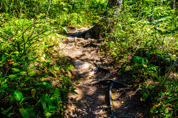 dense green forest. Summer winding path between the trees