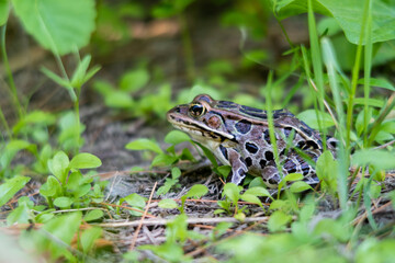 View of a northern leopard frog, in Canada