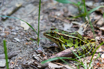 View of a northern leopard frog, in Canada