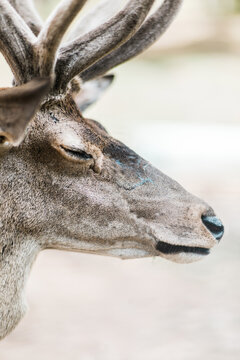 portrait of a deer