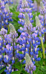 Close up of Lupines