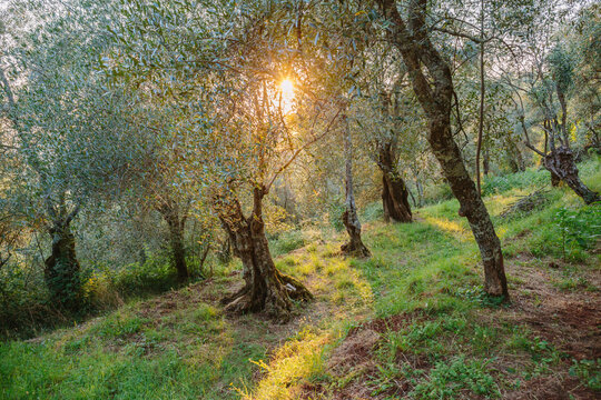Tuscan olive grove
