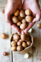 Small potatoes in men's hands. Baby potatoes. Harvest of small potatoes. Macro.