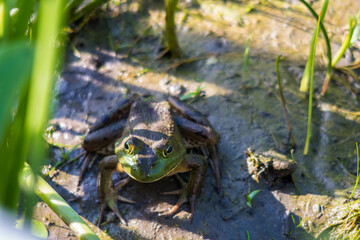 View of a northern green frog (Lithobates clamitans), at the Plaisance national park, Quebec