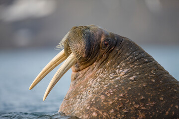 Walrus, Svalbard, Norway