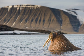 Walrus, Svalbard, Norway