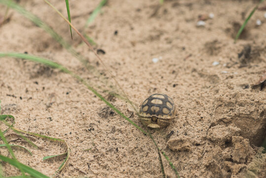 A Tiny Turtle In A Sandy Area