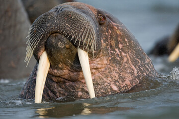 Walrus, Svalbard, Norway