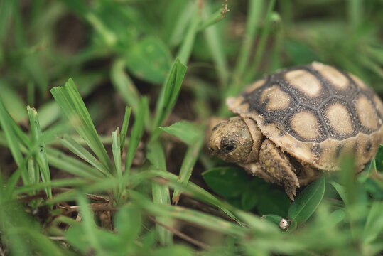 A Small Gopher Tortoise Comes Out Of His Shell
