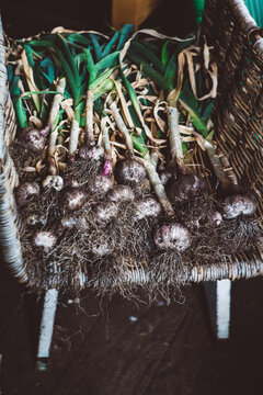 Basket of organic garlic just harvested