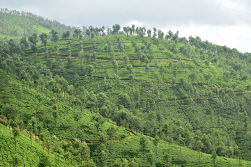 Fototapeta na wymiar Tea plantation on a hill in Valparai Tamilnadu India