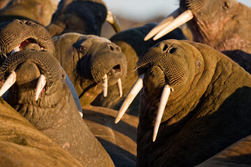 Walrus Colony, Svalbard, Norway