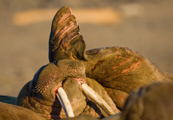 Walrus, Svalbard, Norwaay