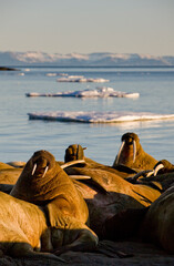 Walrus, Svalbard, Norway