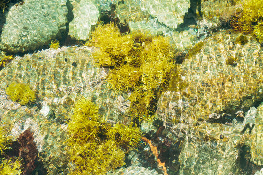 rockweed in tidepool on pacific coast