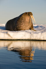 Fototapeta premium Walrus on Iceberg, Svalbard, Norway