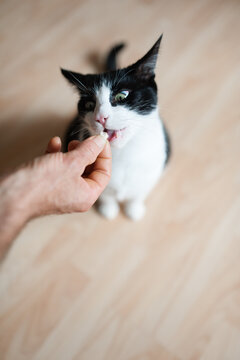 Black and white cat eating a cat treat from a man's hand