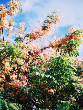 rainbow shower tree in hawaii against blue sky
