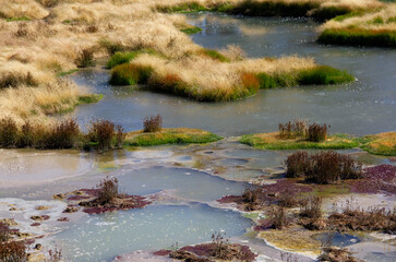 Colorful natural wonderland. abstract natural background. Grass growth on hot spring basin. Yellowstone