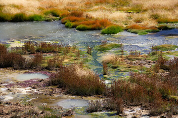 Colorful rainbow abstract natural background. Grass growth on hot spring basin. Like dreamy fairyland painting.