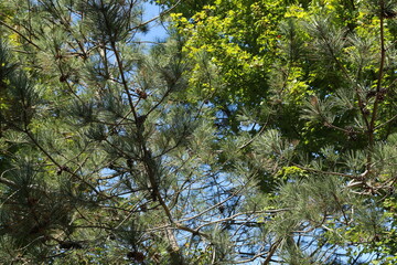 leaves and sky