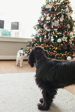 Dog and a cat in front of a christmas tree