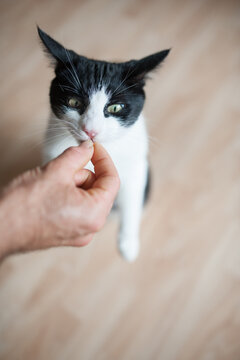 Black and white cat standing on hind legs eating a cat treat from a man's hand