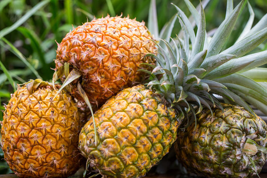Tropical pineapples picked fresh from the fields