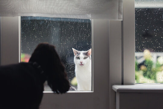 Dog staring at cat standing outside the window in the rain