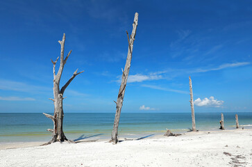 Dead tree at the waters edge on Lover's Key State Park in Fort Myers Beach, Florida, USA.