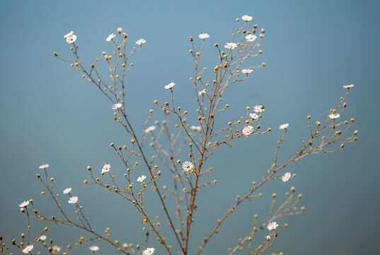 Daisy Fleabane flower against a blue water background