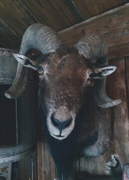 A dead stuffed ram head mounted on a wall in a barn