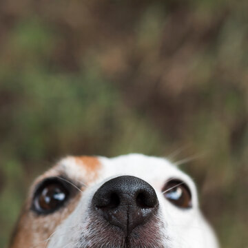 Cute Jack Russell Terrier closeup