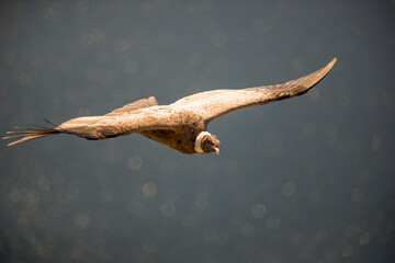 Andean Condor flying over the Andes Mountain Range. 