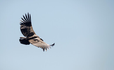 Andean Condor flying over the Andes Mountain Range. 