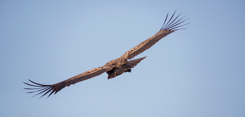 Andean Condor flying over the Andes Mountain Range. 
